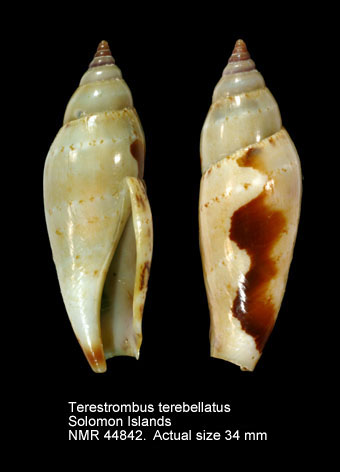 Terestrombus terebellatus (4).jpg - Terestrombus terebellatus (G.B.Sowerby,1842)
